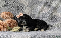 Cockapoo dogs for sale: Charlena - Image 8