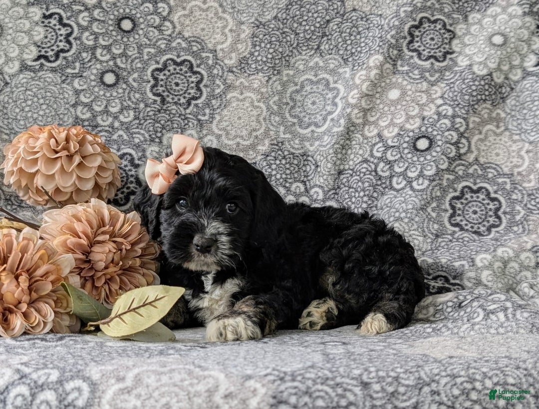 Cockapoo dogs for sale: Charlena - Image 8