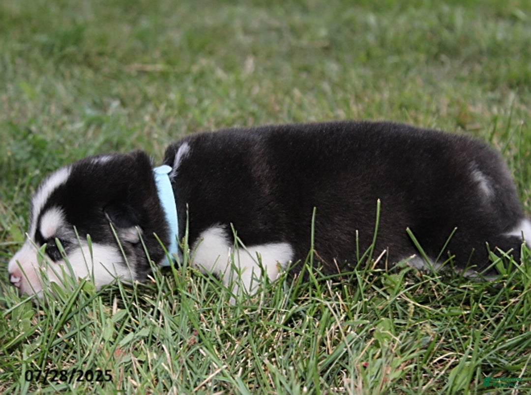 Alaskan Malamute dogs for sale: Axel - Image 1