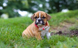 Beabull dogs for sale: Chloe - Image 2