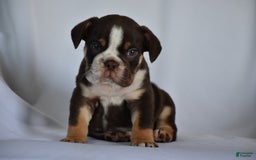 Beabull dogs for sale: Winston - Image 16
