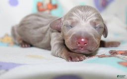 Dachshund dogs for sale: Stella Male 3 - Image 3