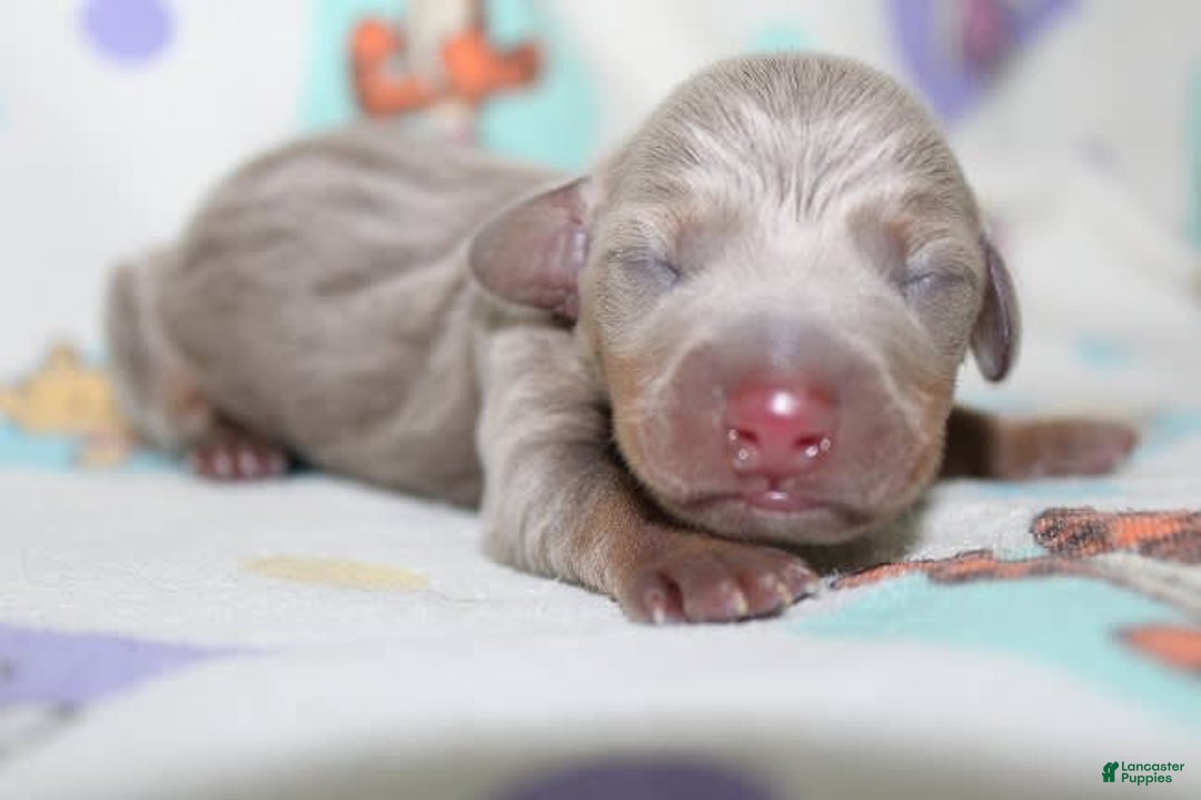 Dachshund dogs for sale: Stella Male 3 - Image 3