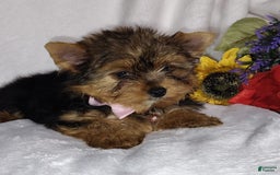 Yorkshire Terrier dogs for sale: Seraphina - Image 14