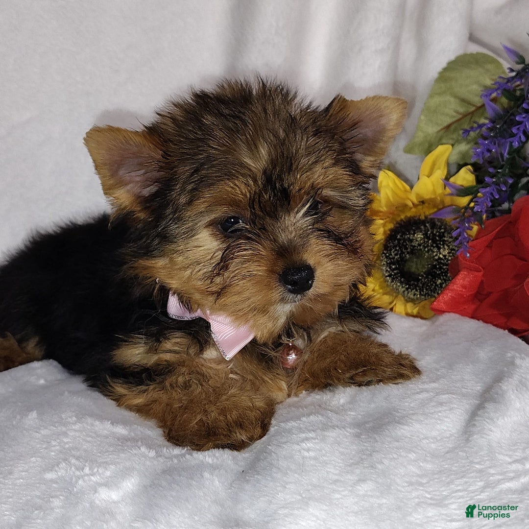 Yorkshire Terrier dogs for sale: Seraphina - Image 14