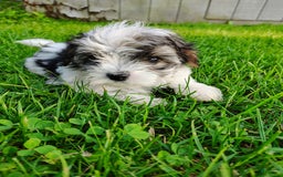 Morkie dogs for sale: Tiny Tim - Image 11