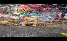 French Bulldog dogs for sale: Ted - Image 6
