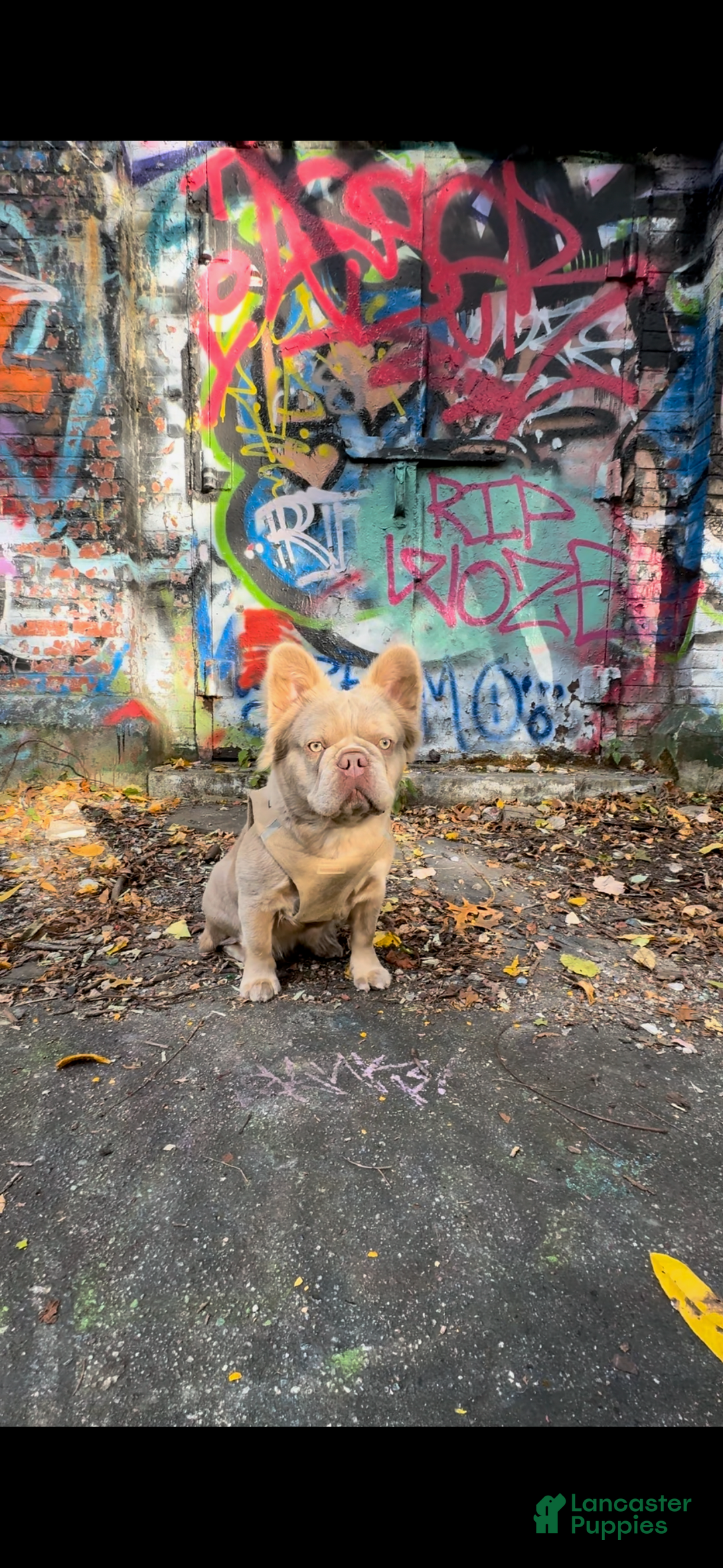 French Bulldog dogs for sale: Ted - Image 6