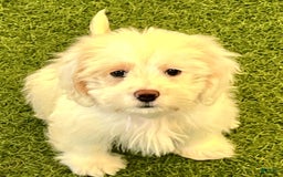 Dachshund dogs for sale: Snowpea - Image 1