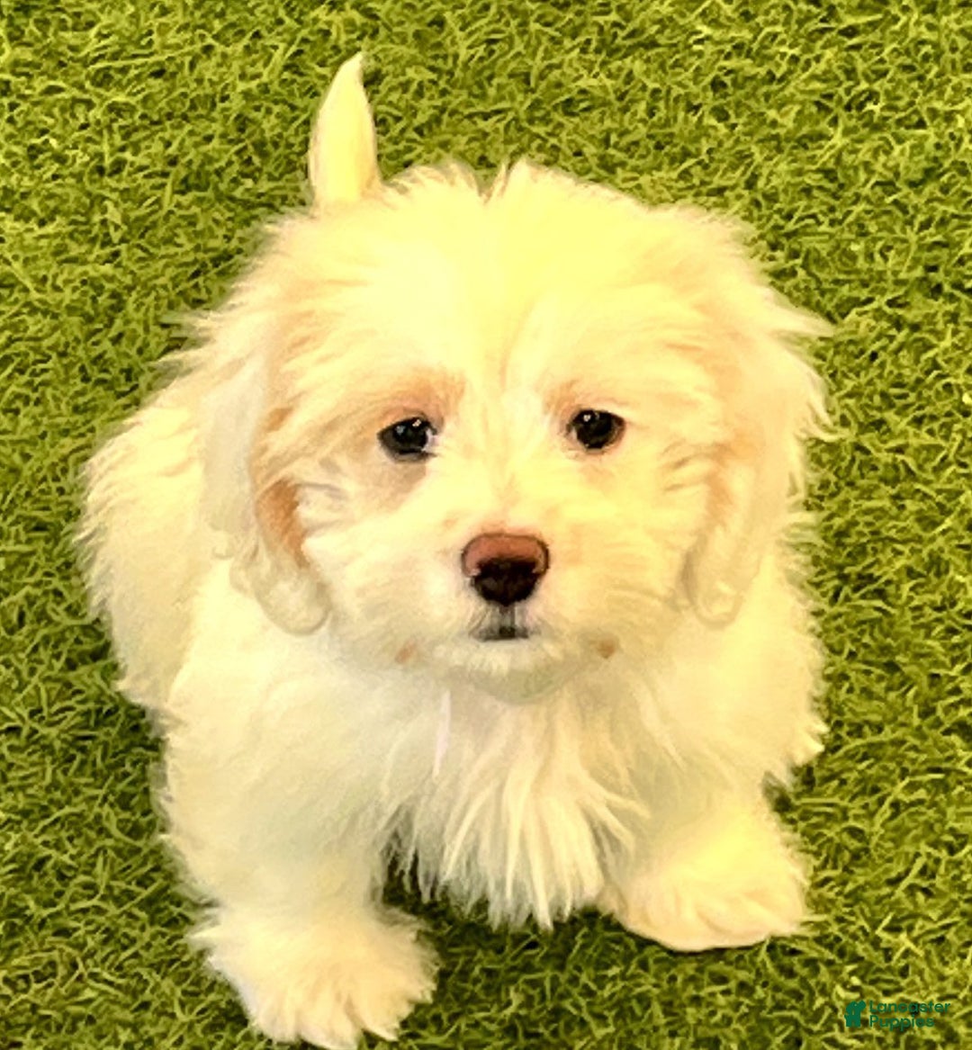 Dachshund dogs for sale: Snowpea - Image 1