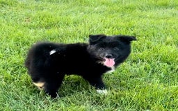 Shiba Inu dogs for sale: Missy - Image 5