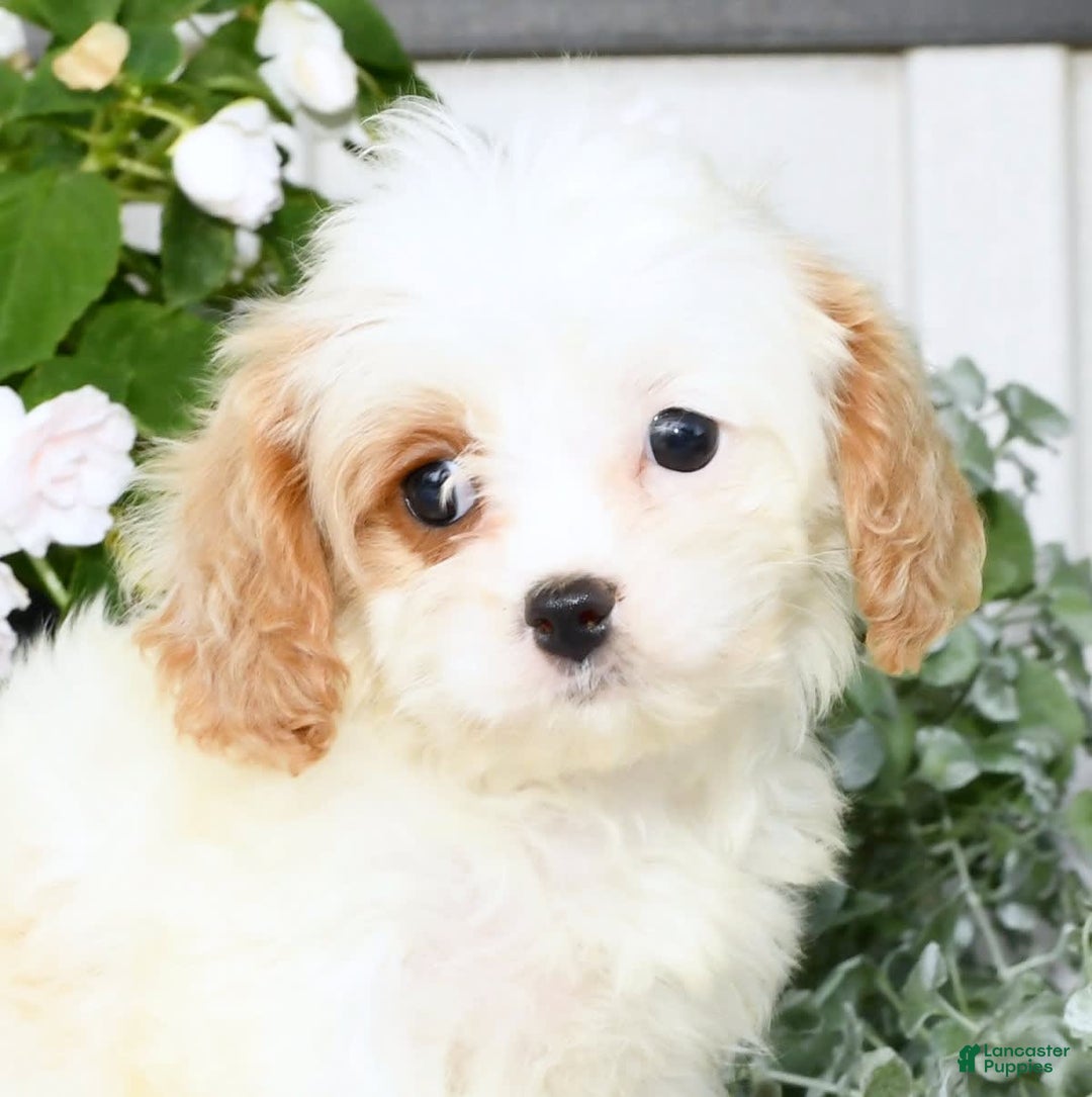 Cavapoo dogs for sale: Bailey - Image 4