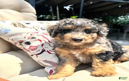 Mini Goldendoodle dogs for sale: Bensley - Image 3