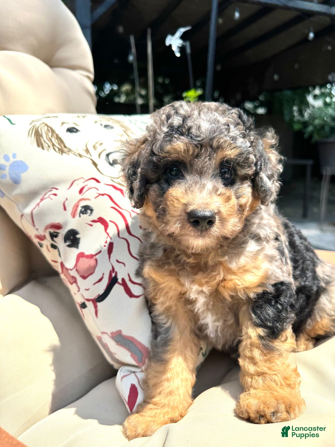 Mini Goldendoodle dogs for sale: Bensley - Image 3