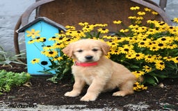 Golden Retriever dogs for sale: Faye - Image 1