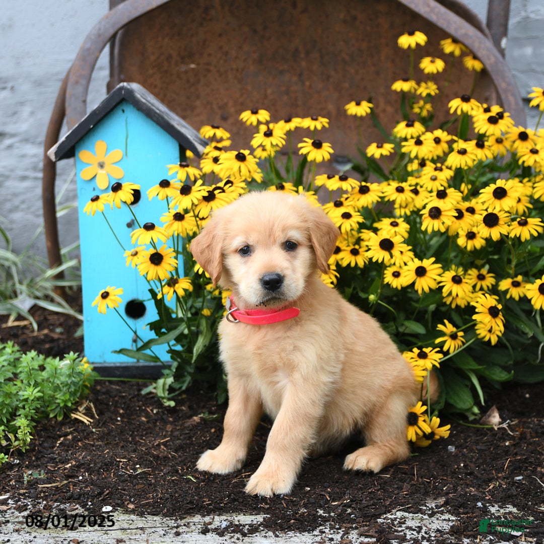 Golden Retriever dogs for sale: Faye - Image 1
