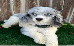 Cavapoo dogs for sale: Georgia - Image 3