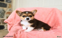 Welsh Corgi Pembroke dogs for sale: Vegas AKC - Image 5