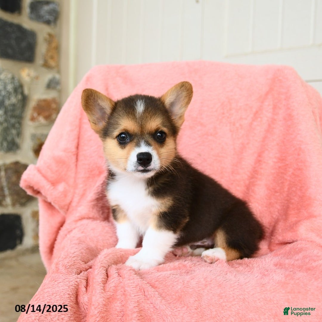 Welsh Corgi Pembroke dogs for sale: Vegas AKC - Image 5