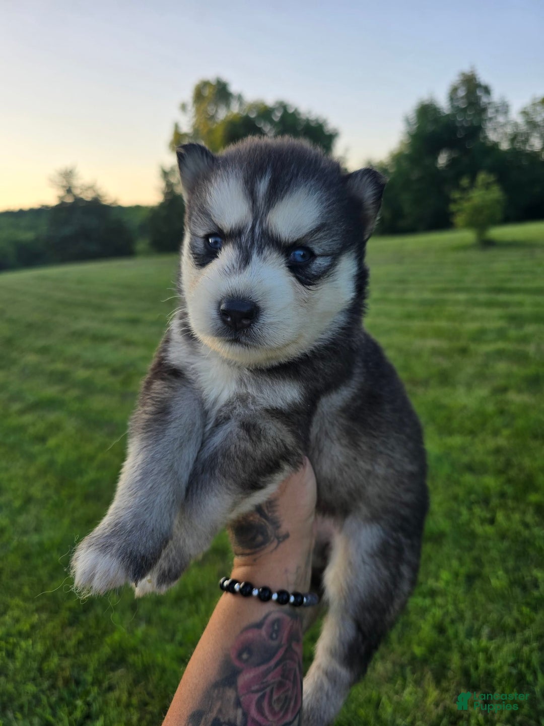 Siberian Husky dogs for sale: Roxanne - Image 1