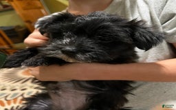 Morkie dogs for sale: Mr. Sleepy - Image 11