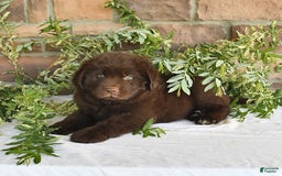 Newfoundland dogs for sale: Vance - Image 1