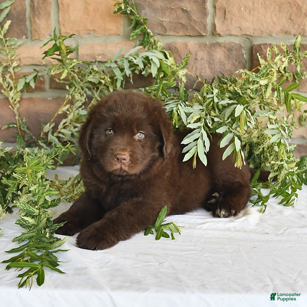 Newfoundland dogs for sale: Vance - Image 1