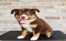 Australian Shepherd dogs for sale: Beauty - Image 3