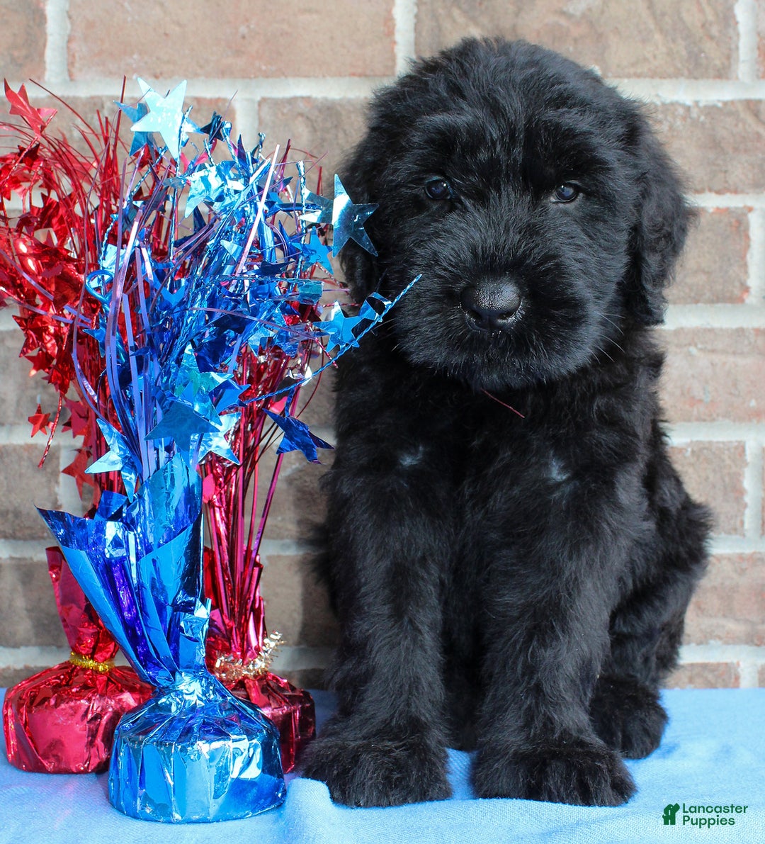 Giant Schnauzer dogs for sale: Wednesday - Image 4