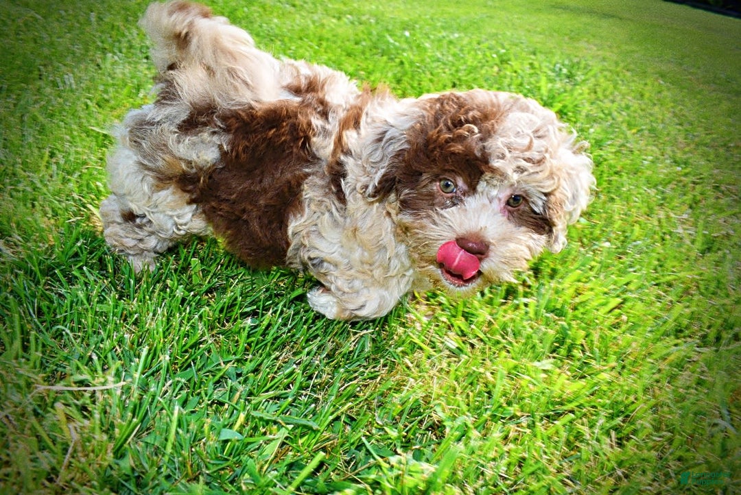 Havapoo dogs for sale: Fiesta - Image 10