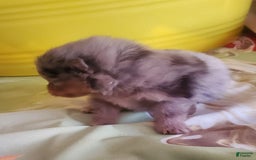 Pomeranian dogs for sale: Buzz - Image 8