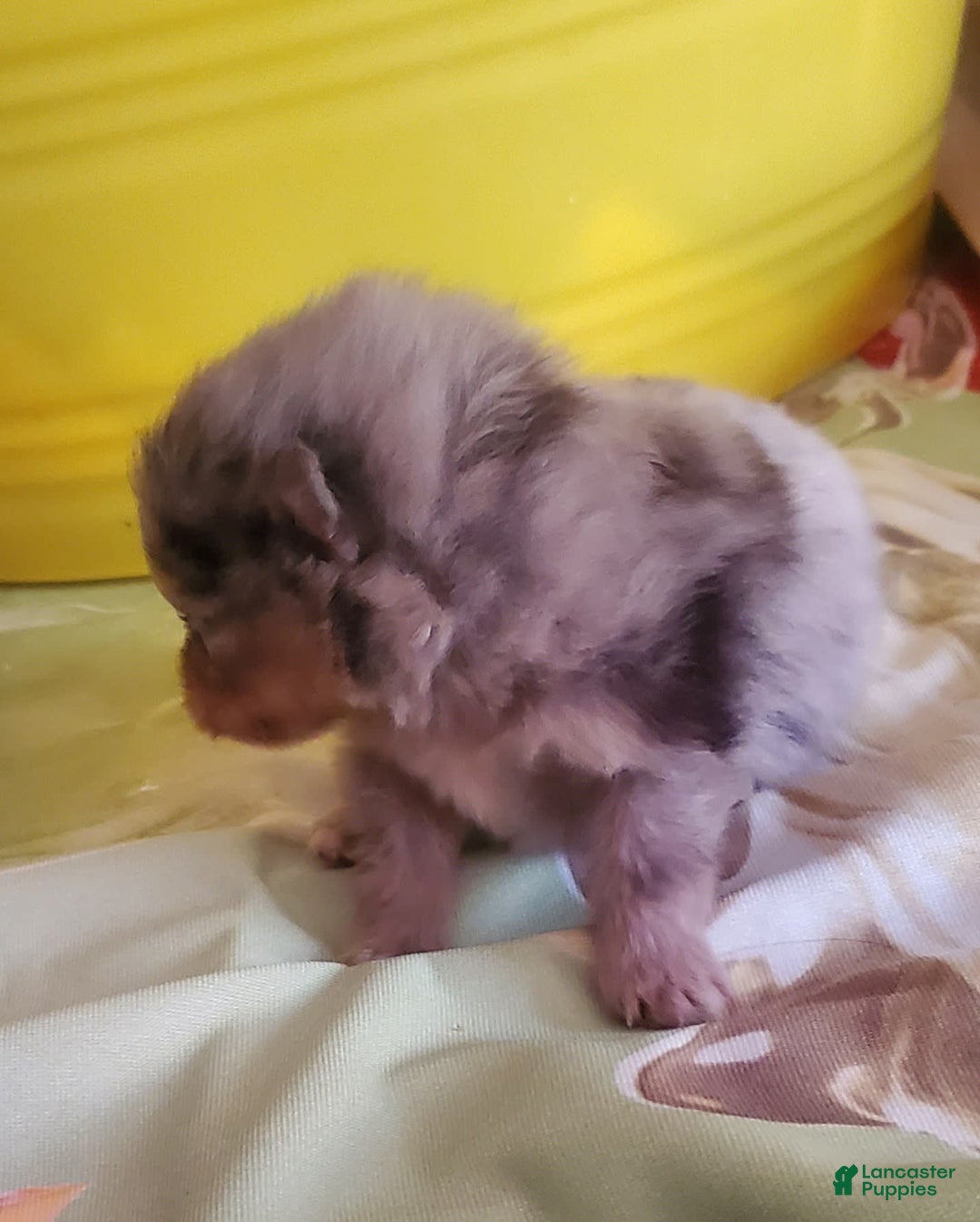 Pomeranian dogs for sale: Buzz - Image 8