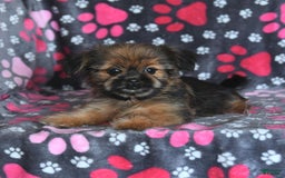 Shorkie dogs for sale: Huck - Image 11