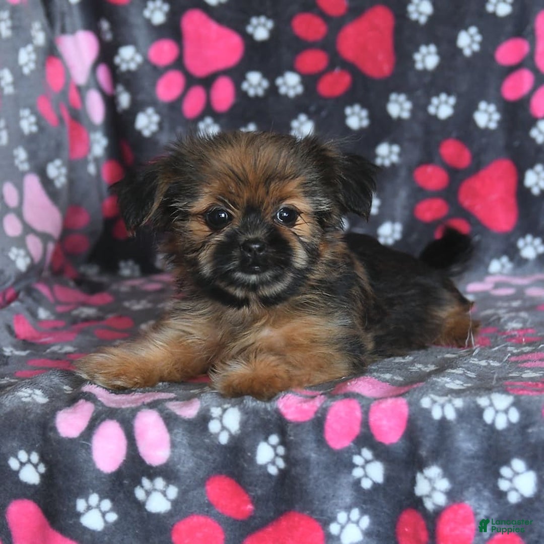 Shorkie dogs for sale: Huck - Image 11