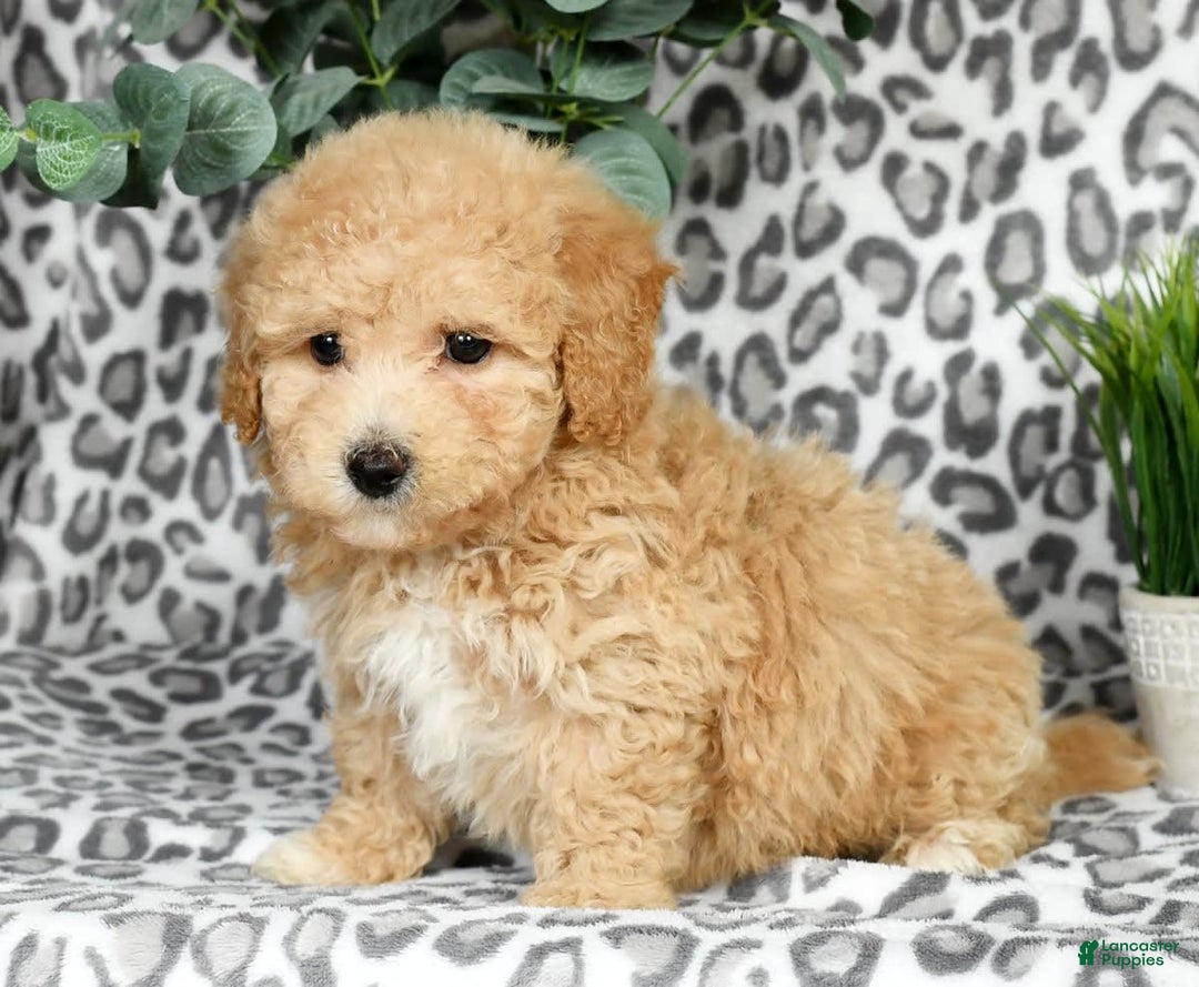 Bichpoo dogs for sale: Nellie - Image 11