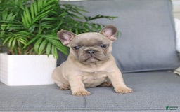 French Bulldog dogs for sale: Luna - Image 2