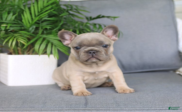 French Bulldog dogs for sale - Ad 1