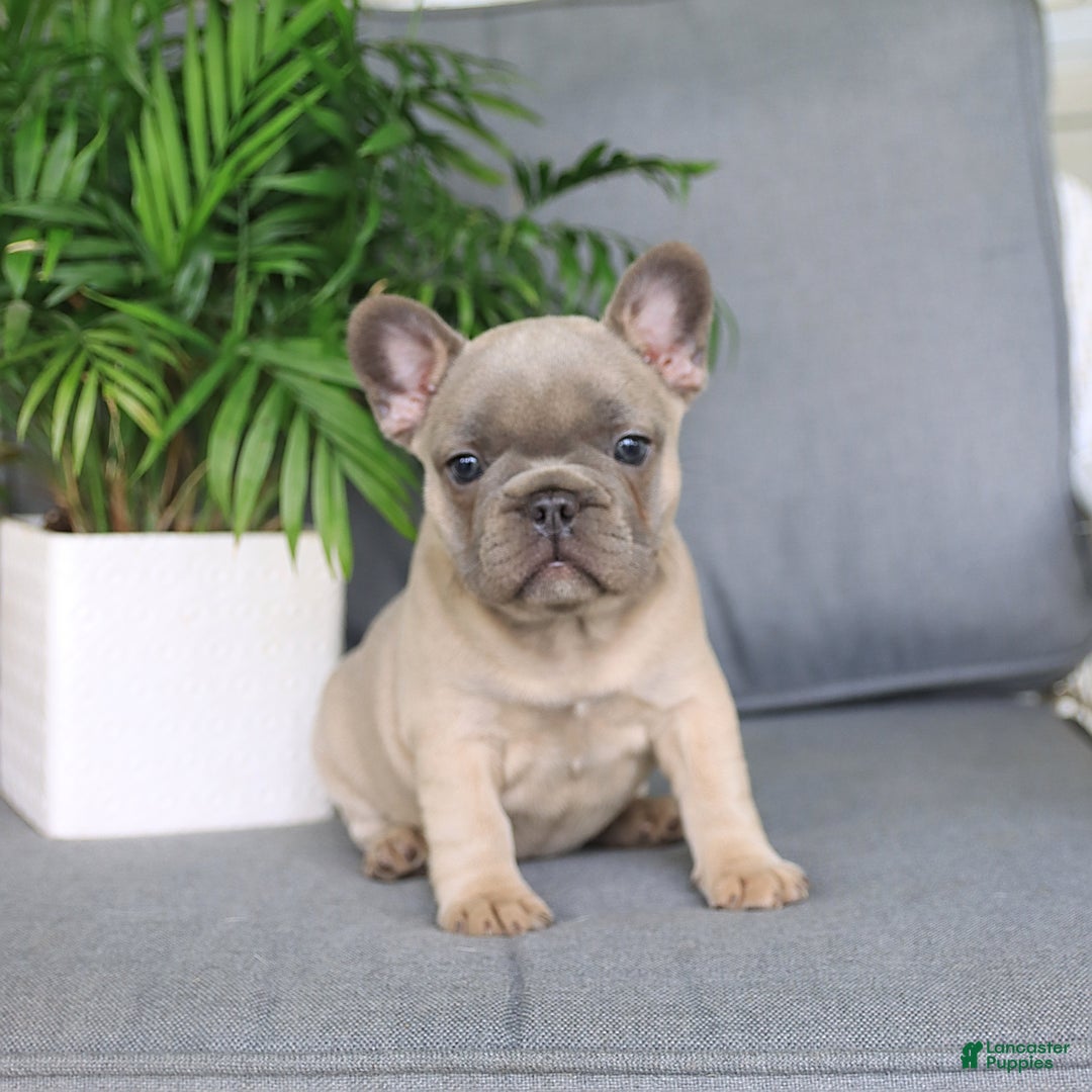 French Bulldog dogs for sale: Luna - Image 2