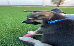 German Shepherd dogs for sale: Ulrick - Image 4