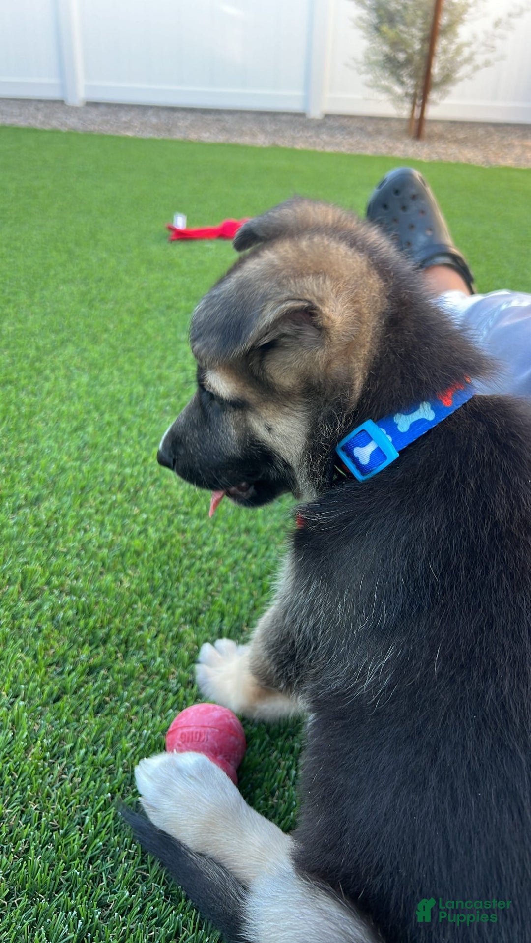 German Shepherd dogs for sale: Ulrick - Image 4