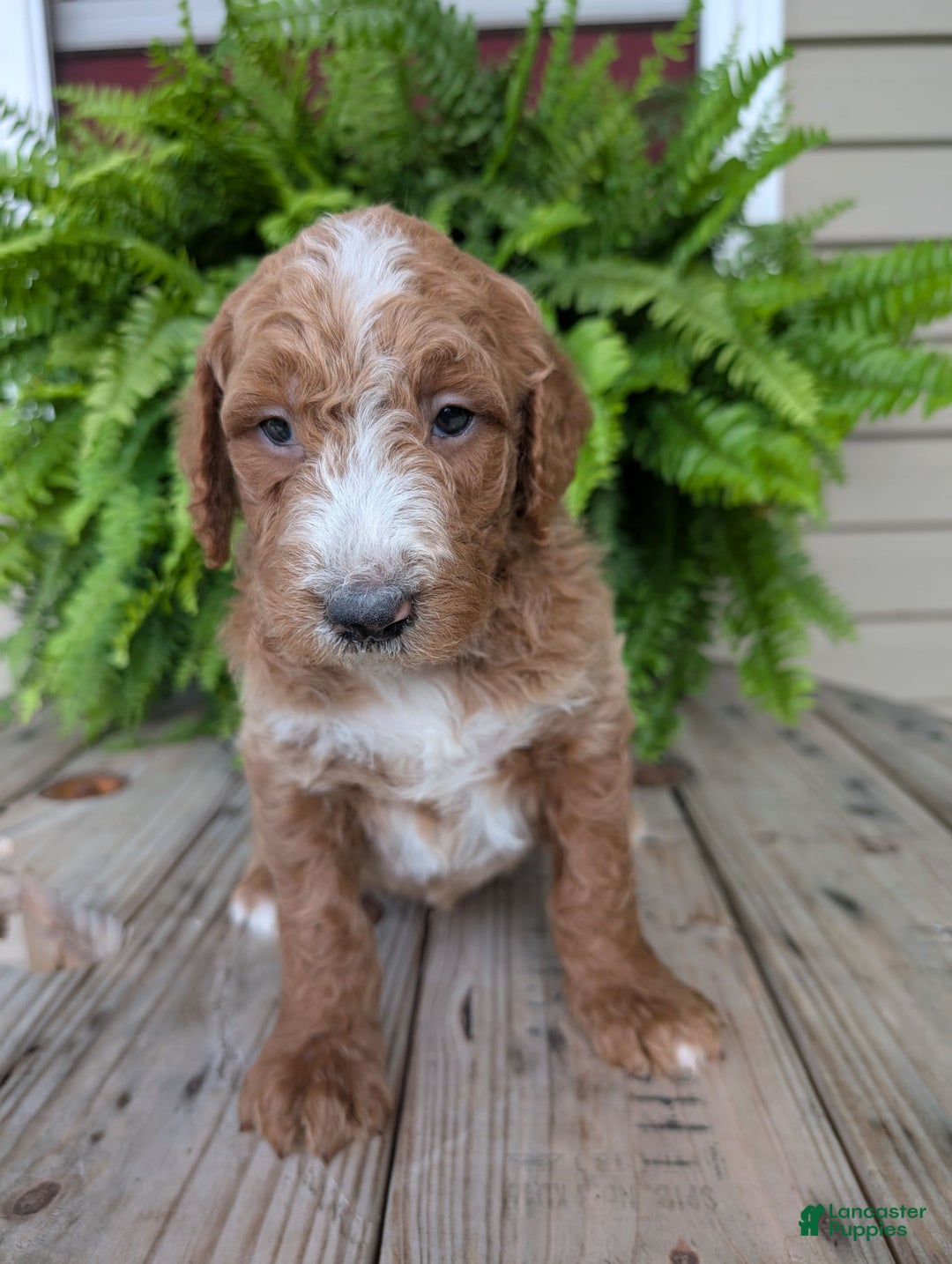 Goldendoodle dogs for sale: Blake - Image 14