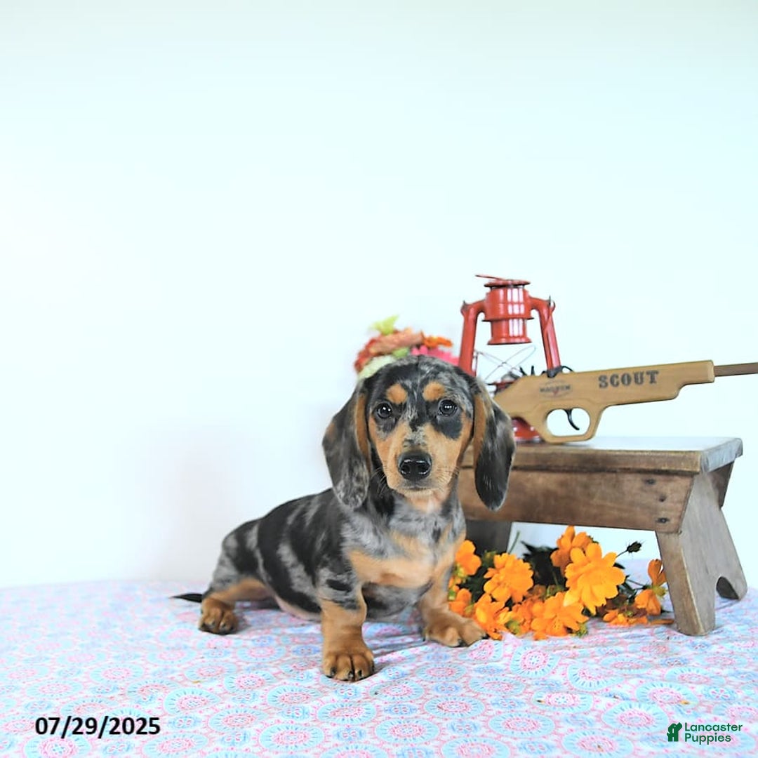 Miniature Dachshund dogs for sale: Tommy - Image 18