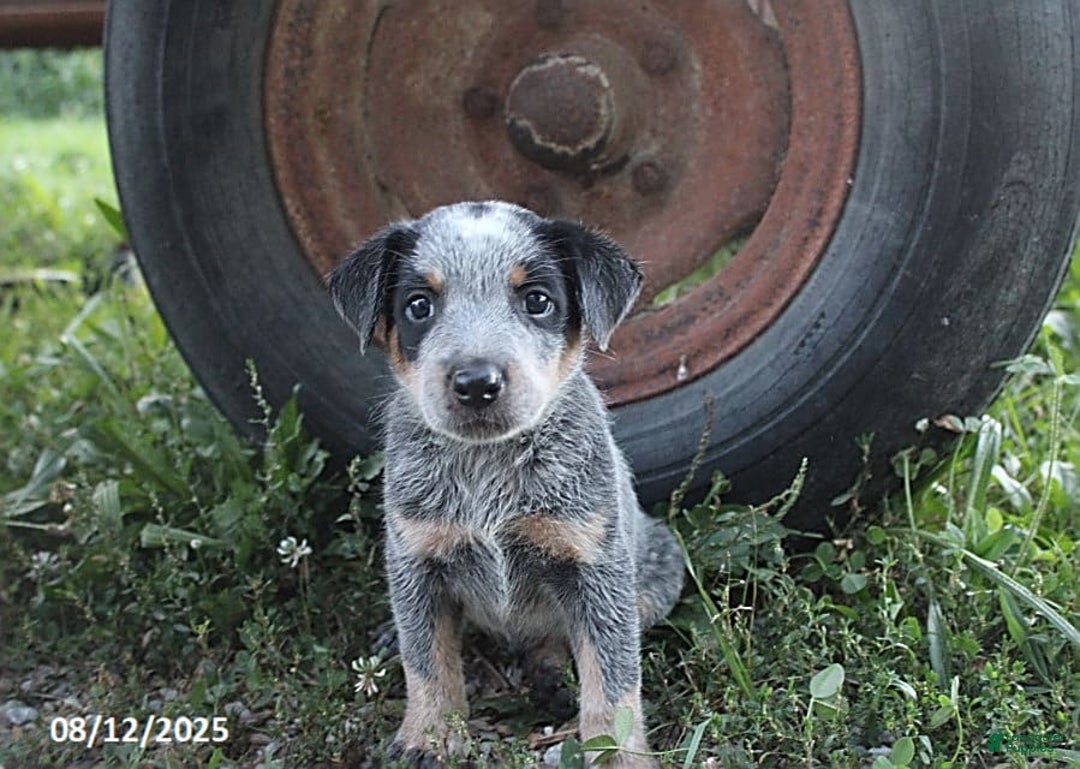 Australian Cattle Dog dogs for sale: Miles - Image 2