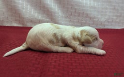 Cockapoo dogs for sale: Hiccup - Image 10