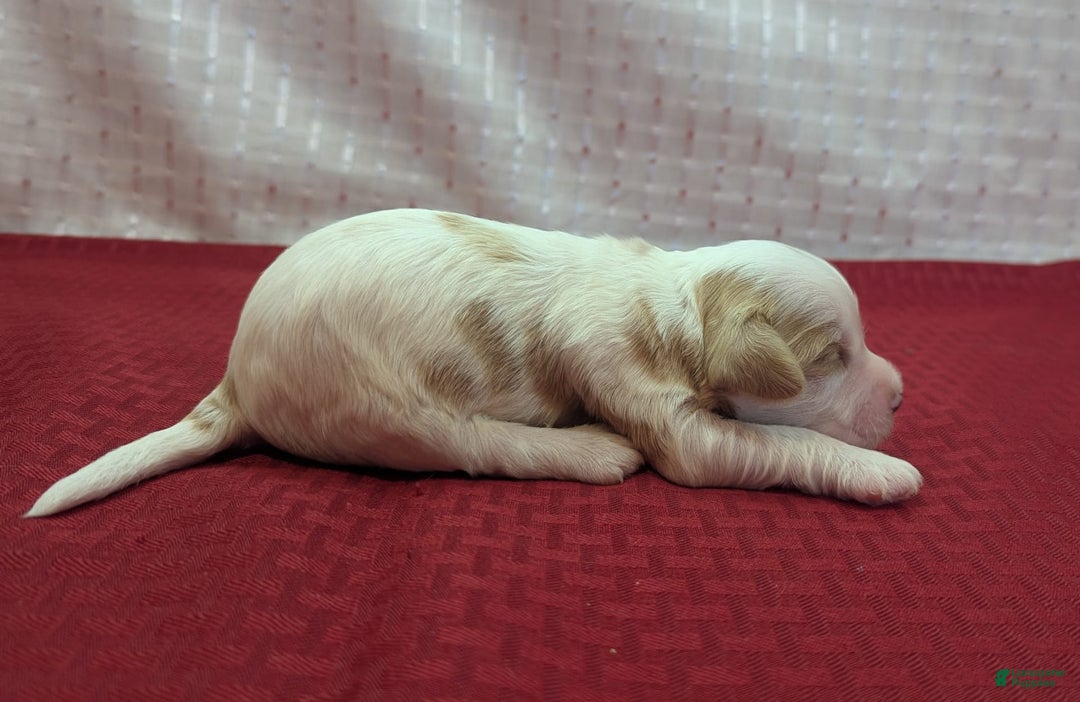 Cockapoo dogs for sale: Hiccup - Image 10