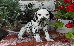 Dalmatian dogs for sale: Dasher - Image 2