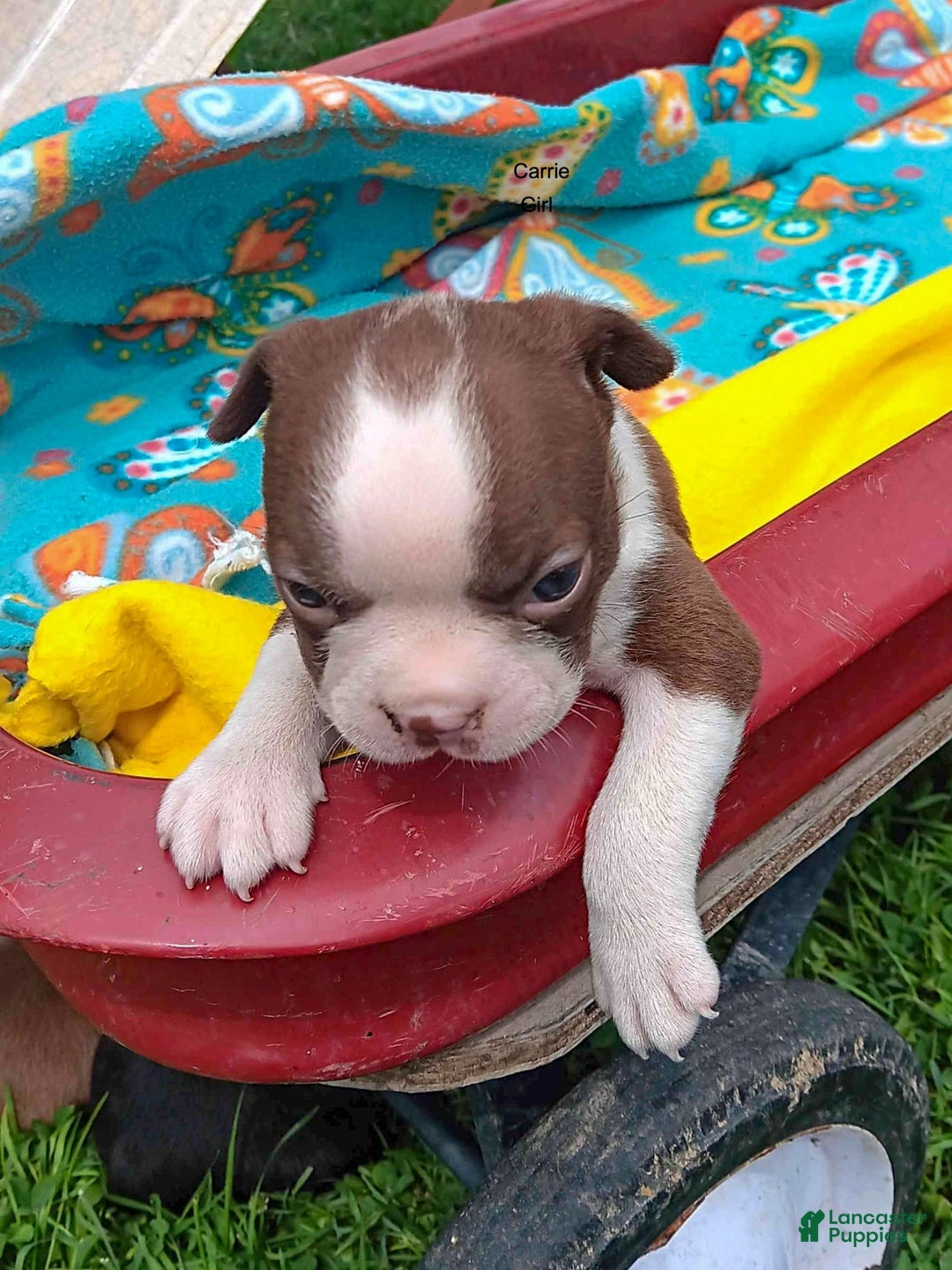 Boston Terrier dogs for sale: Carrie - Image 2