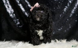 Miniature Poodle dogs for sale: Raven - Image 5
