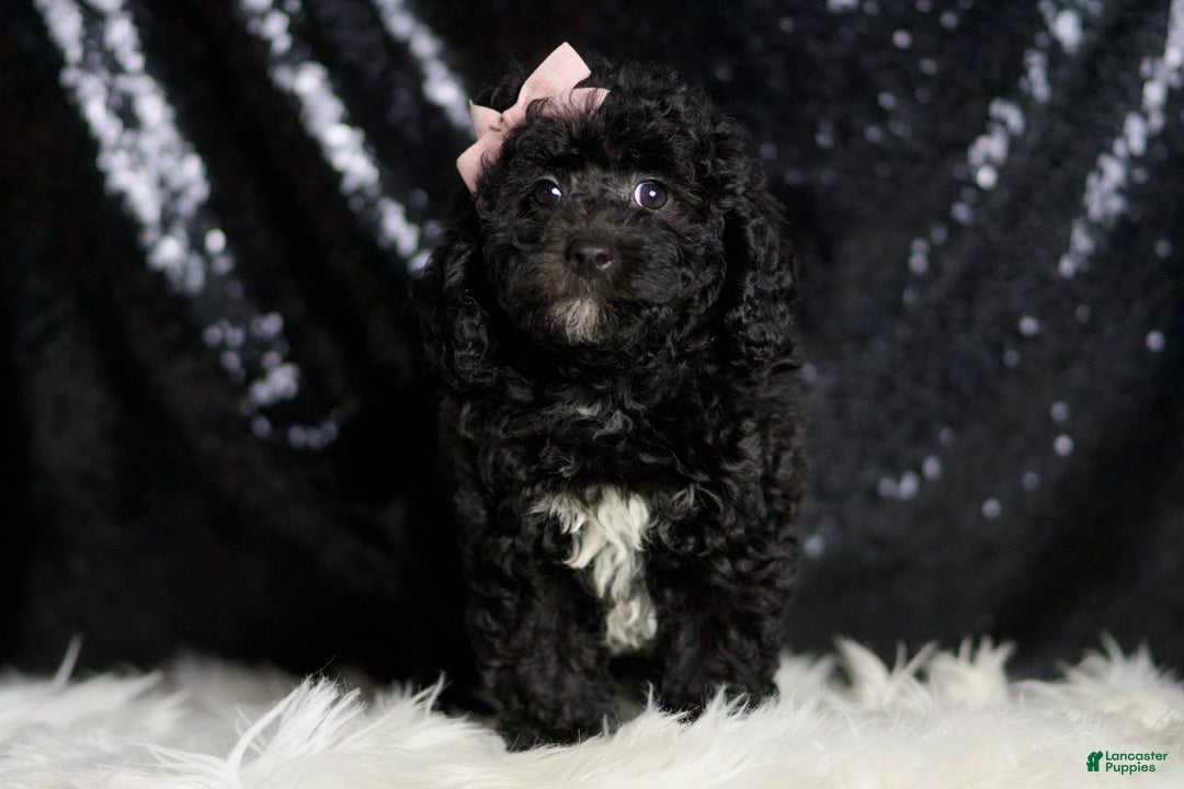 Miniature Poodle dogs for sale: Raven - Image 5