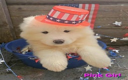 Samoyed dogs for sale: Jane - Image 3
